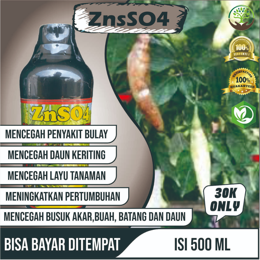PUPUK anti rontok buah, Nutrisi kalsium pengendali penyakit busuk buah cabai Zn SO4 GAZA ZINK SULFAT