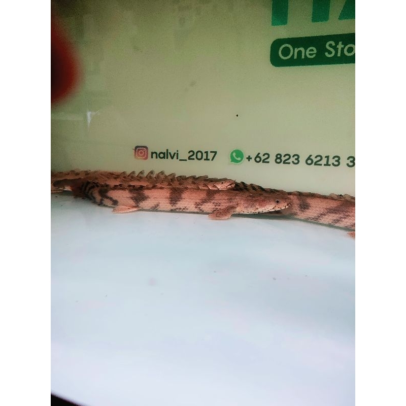 Palmas Endlichery 25-26cm