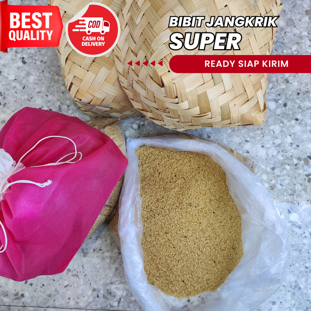 Bibit Jangkrik Alam Super 1 kg siap netas kualitas super jual telur jangkrik daya tetas 100 % jangkr