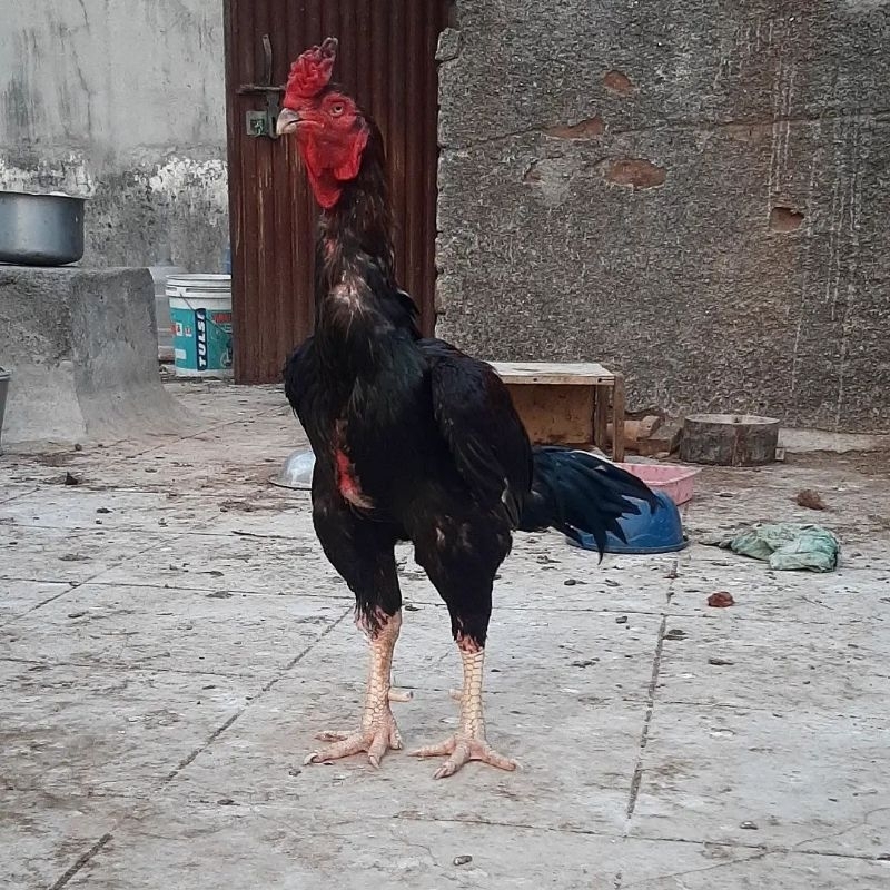 

jual telur ayam aselmurga paket 4 butir