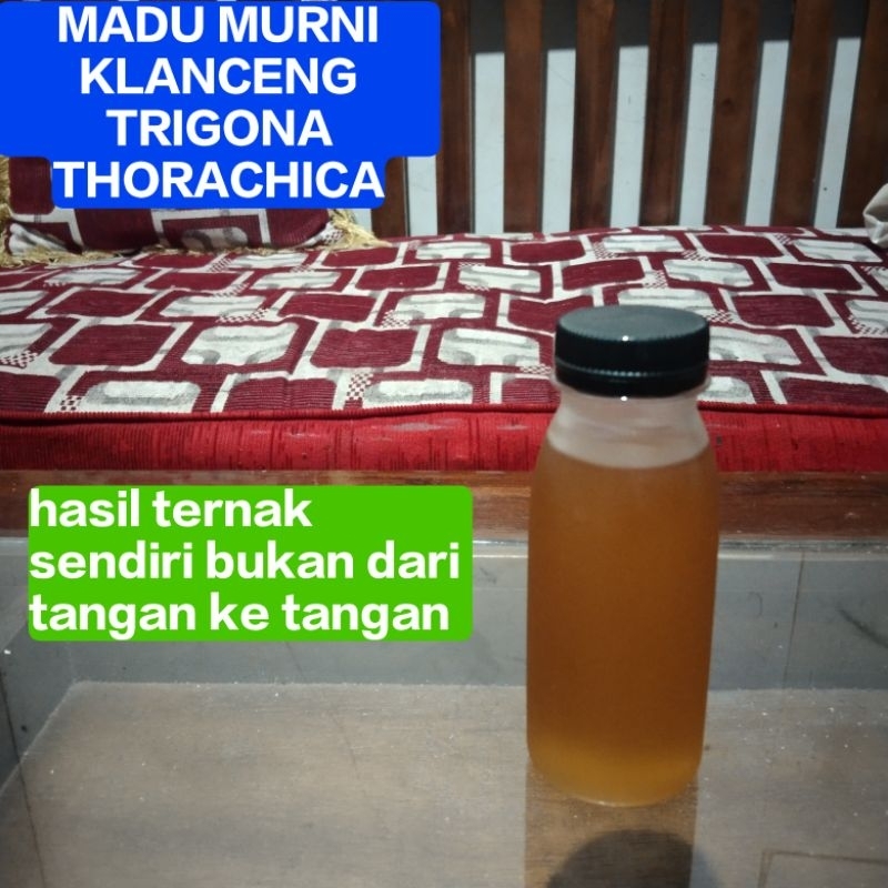

MADU MURNI KLANCENG LANCENG TRIGONA THORA