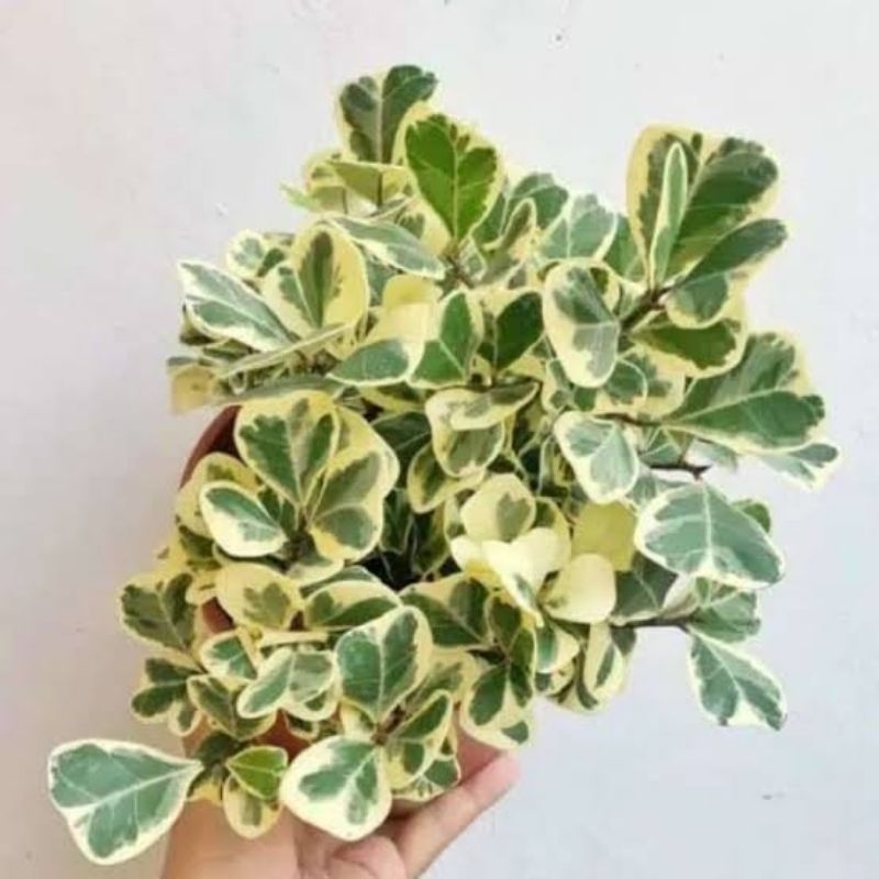 Tanaman beringin kupu kupu variegata jumbo / Pohon hidup beringin variegata