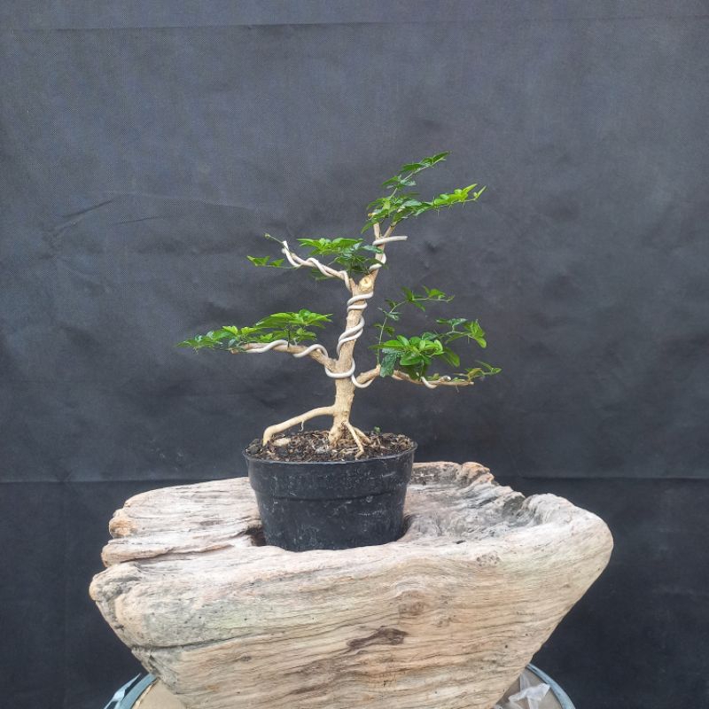 bonsai jeruk kingkit size mame kode 9