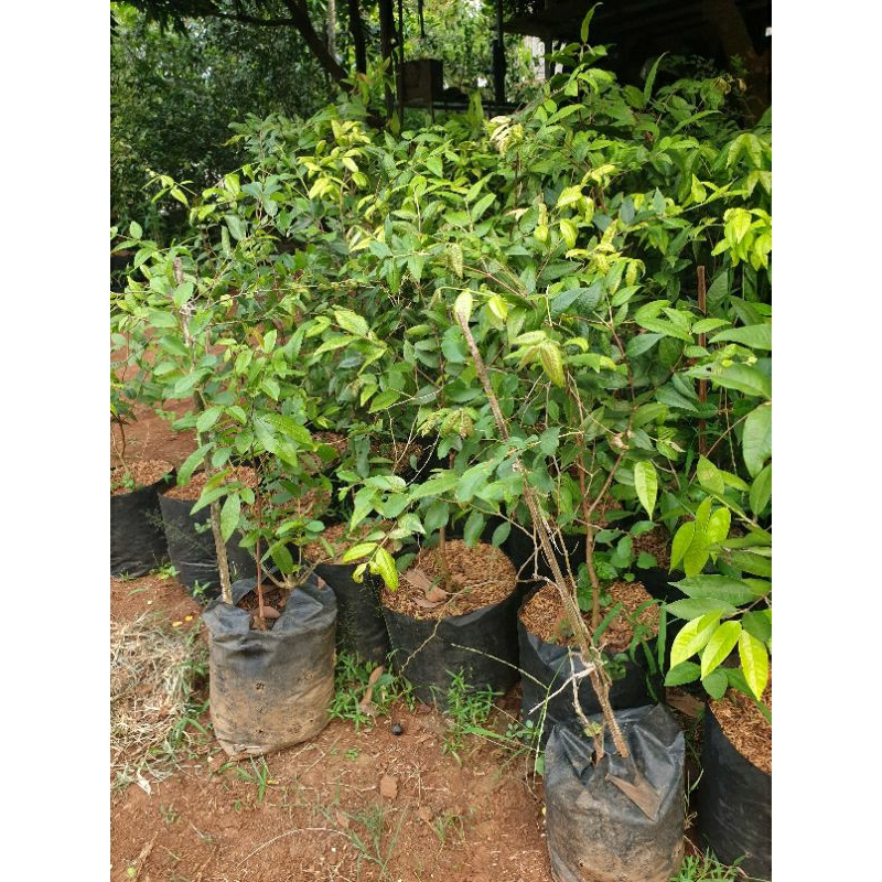 jaboticaba phaulistha