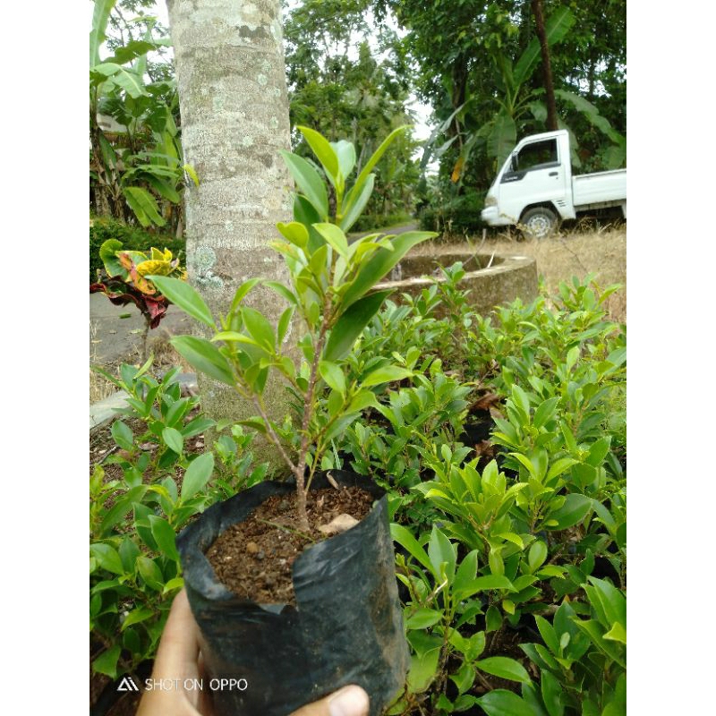 Bibit bonsai kimeng small rawatan