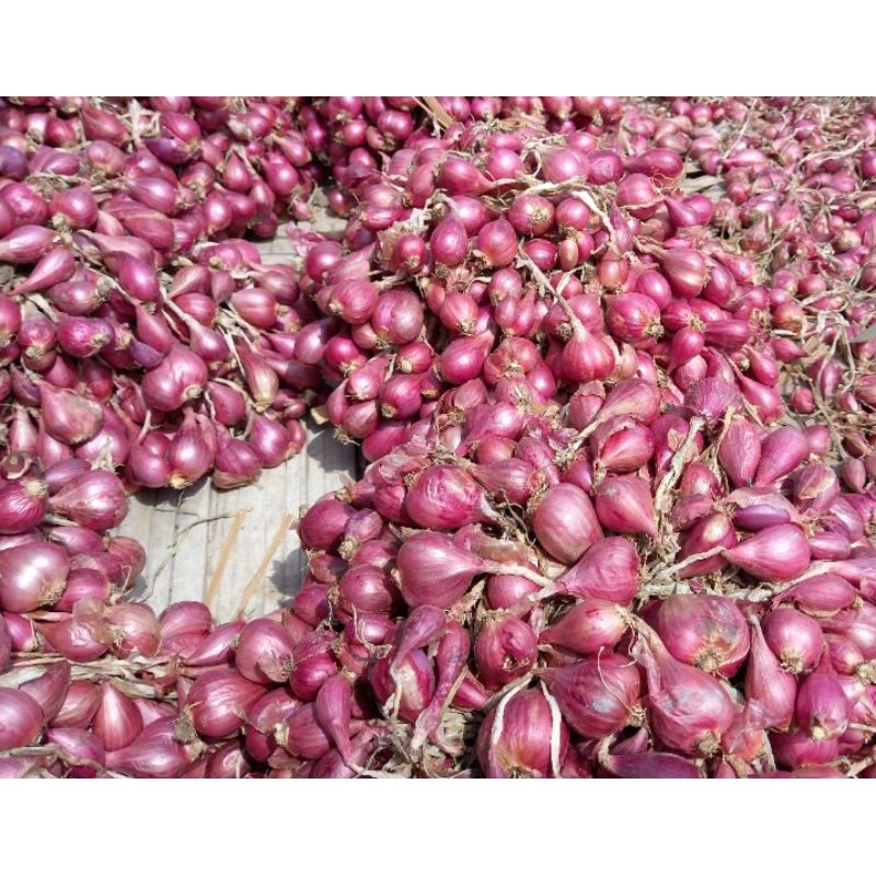 

Bawang merah asli brebes berkualitas