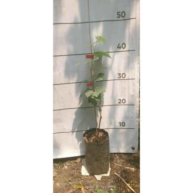 Bibit Anggur STQ rs So4