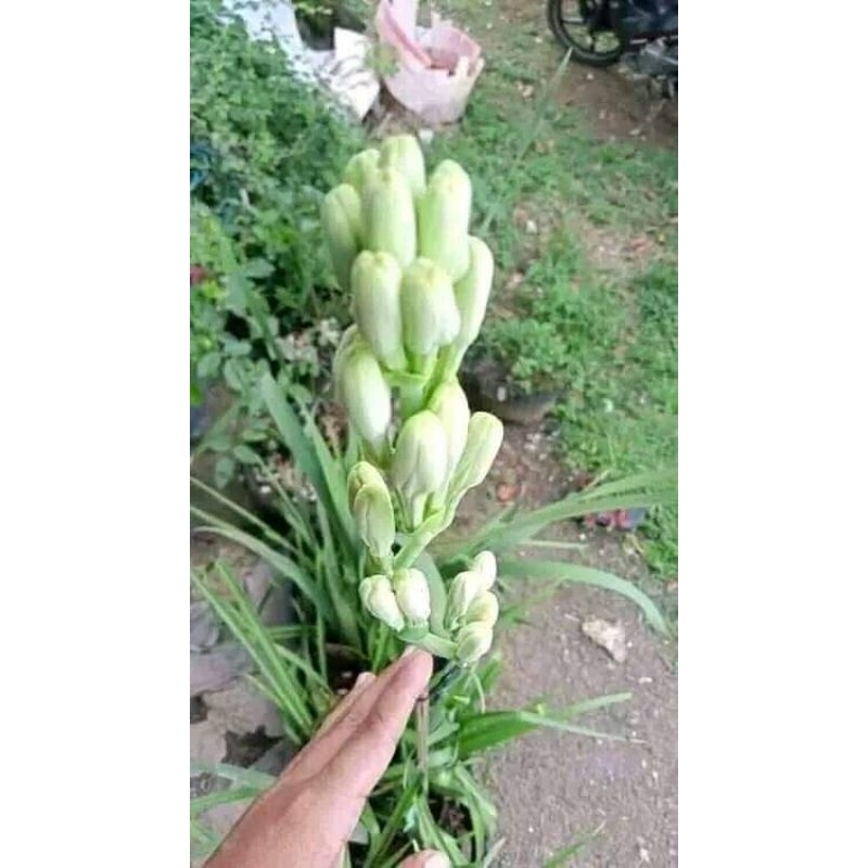 Bibit Bunga Sedap Malam  Super