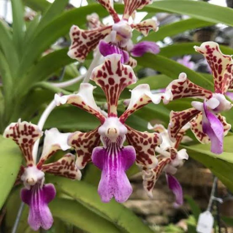 Vanda tricolor || Anggrek vanda spesies