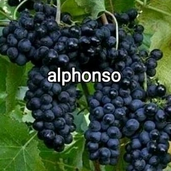 BIBIT ANGGUR ALFONSO