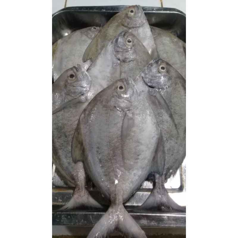 

Ikan Bawal Hitam 1kg