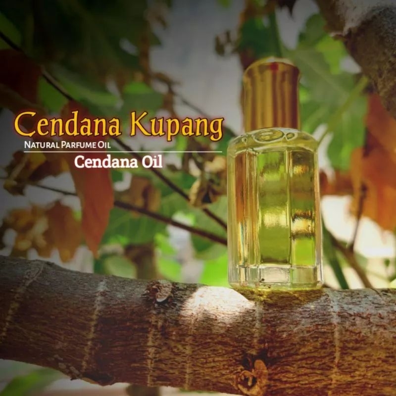 Minyak cendana kupang NTT Murni Sulingan bukan bibit parfum | minyak wangi cendana murni Essential a