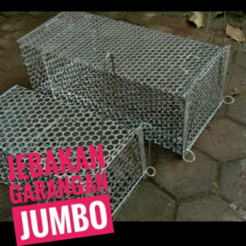 jebakan garangan musang dan biawak jumbo