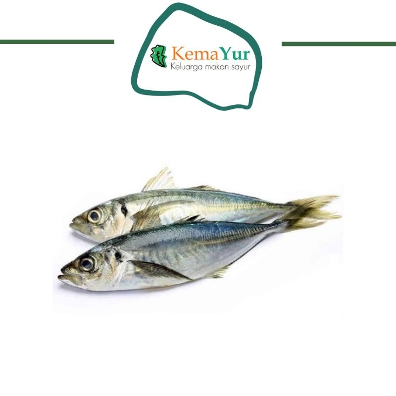 

IKAN KEMBUNG BANJAR 500 GR