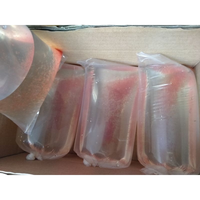 Daphnia Magna Kutu air raksasa besar