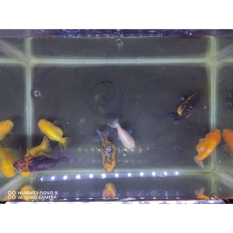 Ikan Mas Koki Ranchu Pancawarna