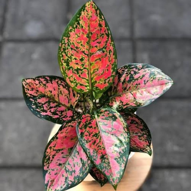AGLONEMA DUT ANJAMANI TANAMAN HIDUP BERDAUN DUT ANJAMANI