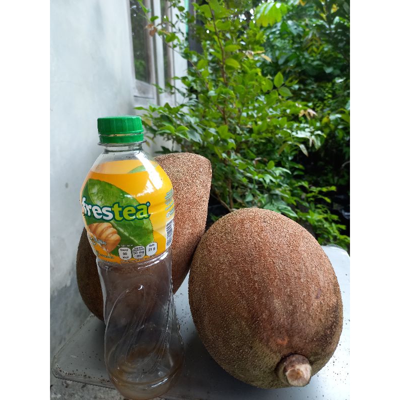 

mameysapote