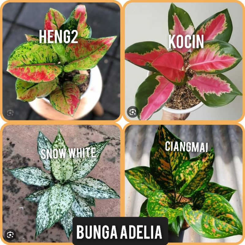 Paket aglonema 4 jenis ukuran remaja