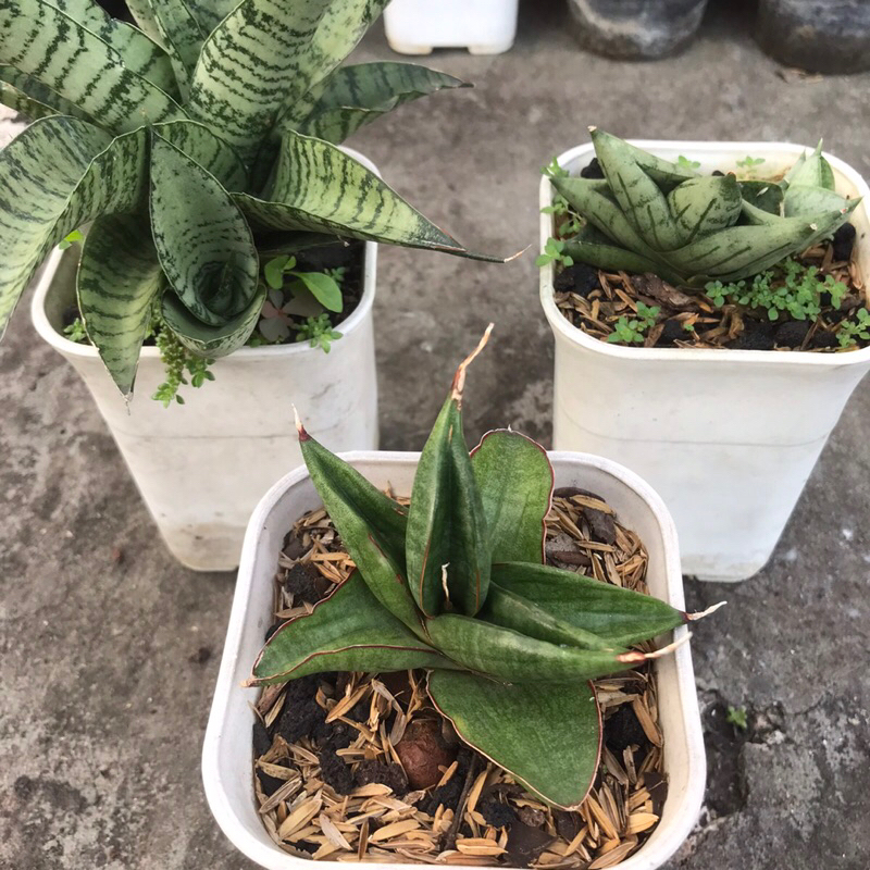 Sansivera Hybrid Tanaman Hias Lidah Mertua Mini