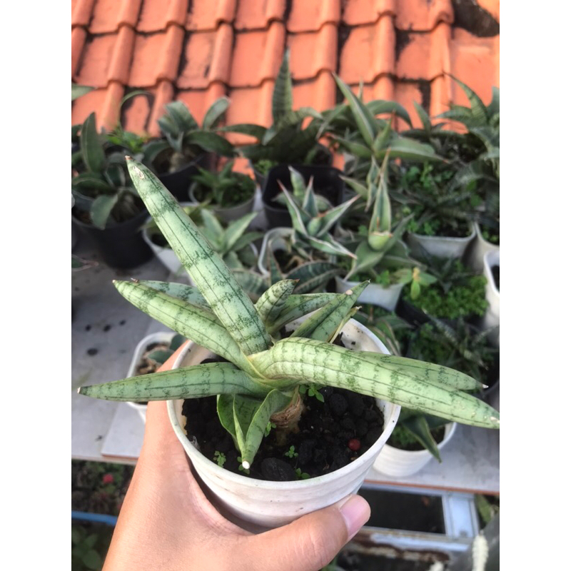 Sansivera Boncel Tanaman Hias Lidah Mertua Mini