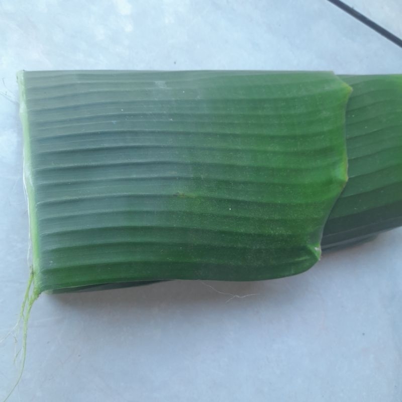 

Daun Pisang Batu Kuat dan Elastis