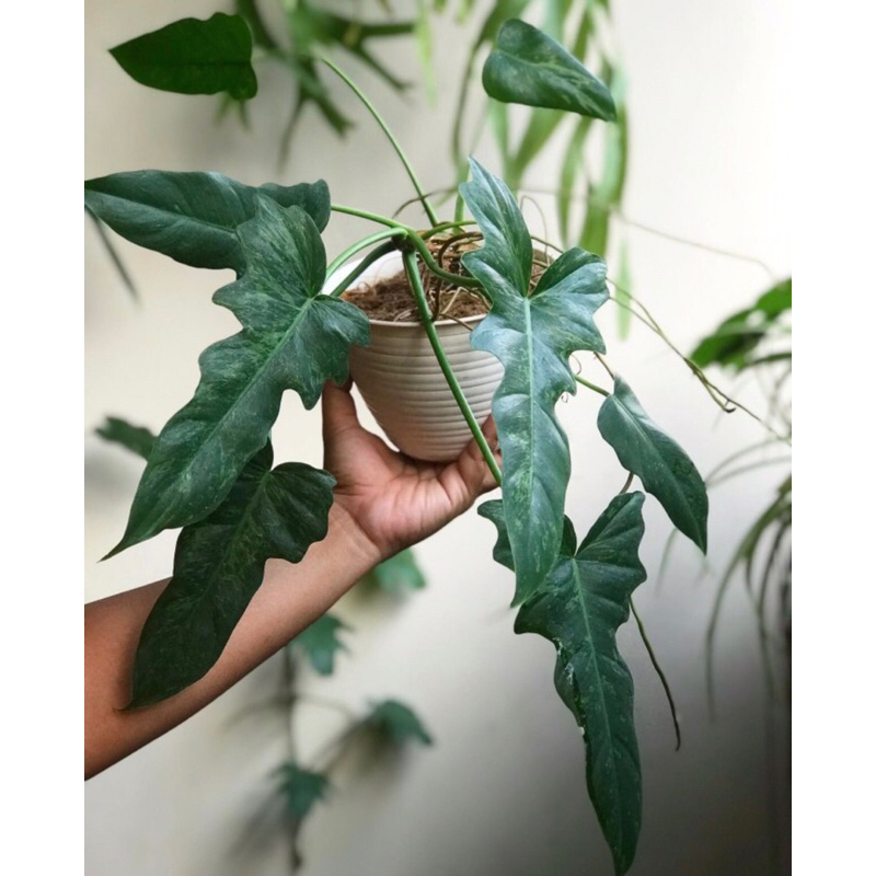 Philodendron Lime Fiddle Dragon