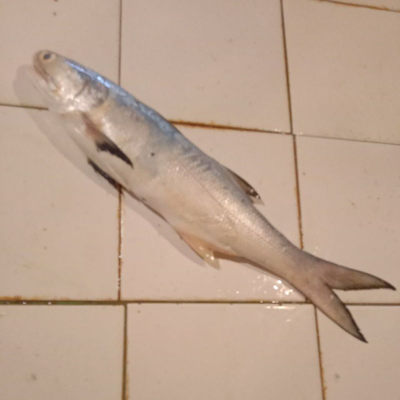 

ikan senangin segar