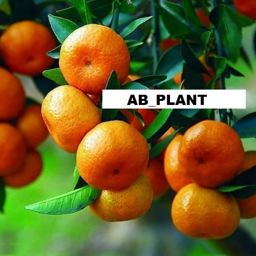 Bibit Jeruk Santang madu sudah Berbuah Besar