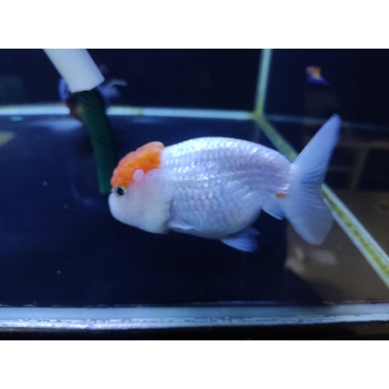 Goldfish Koki Ranchu Impor Thailand