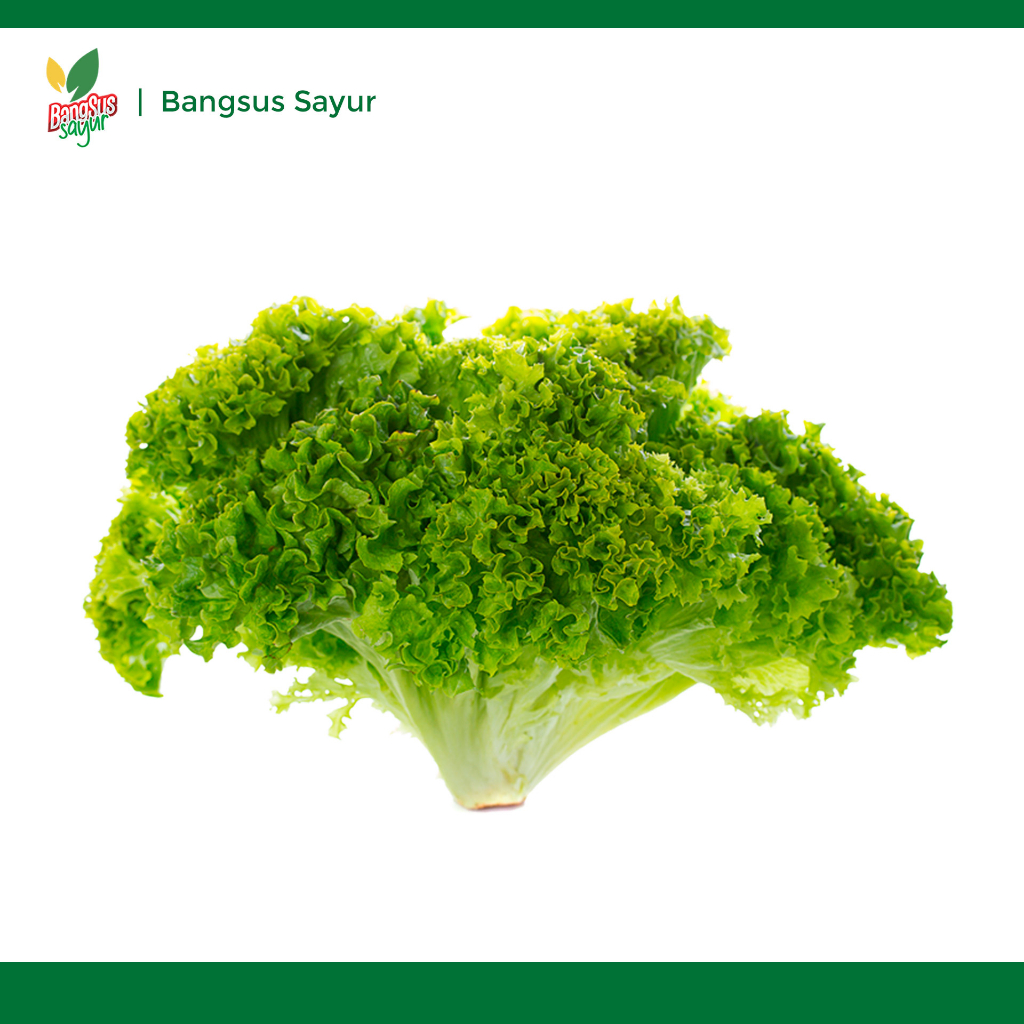 

Selada Keriting 250Gr Segar Murah