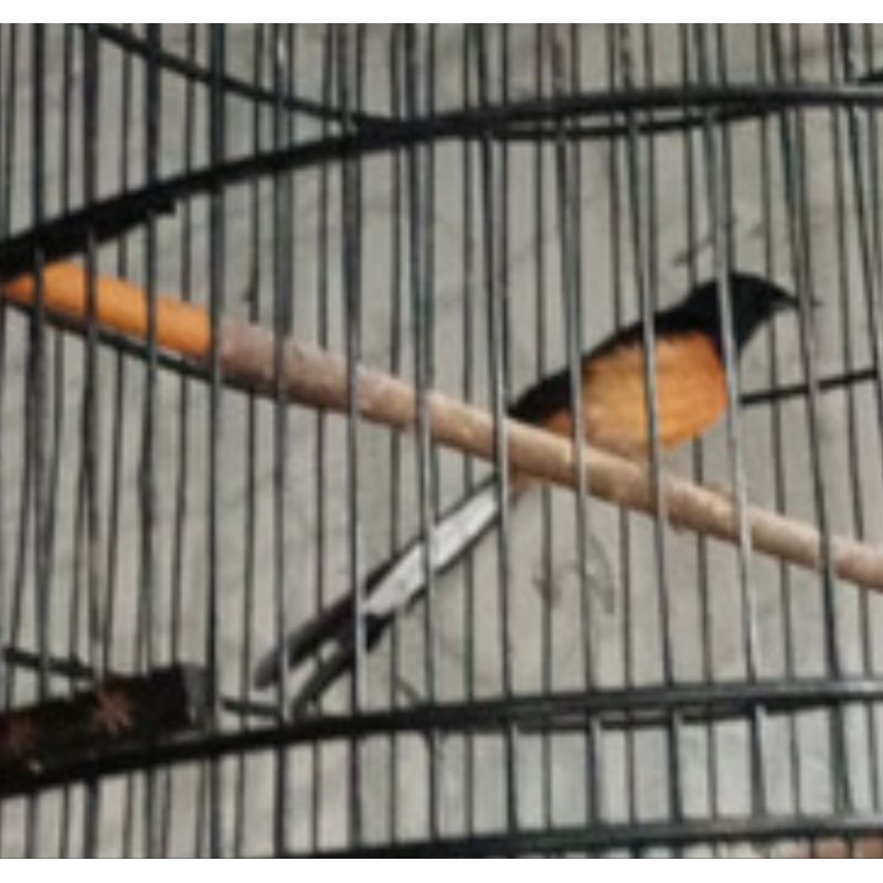 MURAI JANTAN MULUS RAWATAN ( NON GEMBUNG)