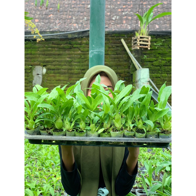Paket Seedling Grammatophyllum scriptum Sp Papua