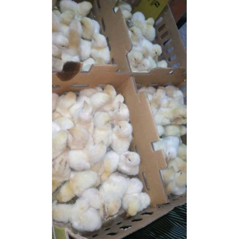 

doc ayam kampung