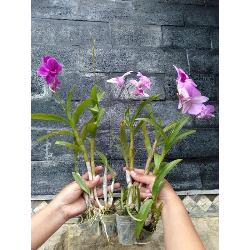 Dendrobium Sonia x Enobi