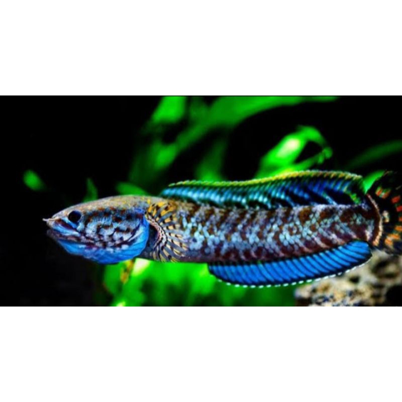 chana bleheri size 7-10cm