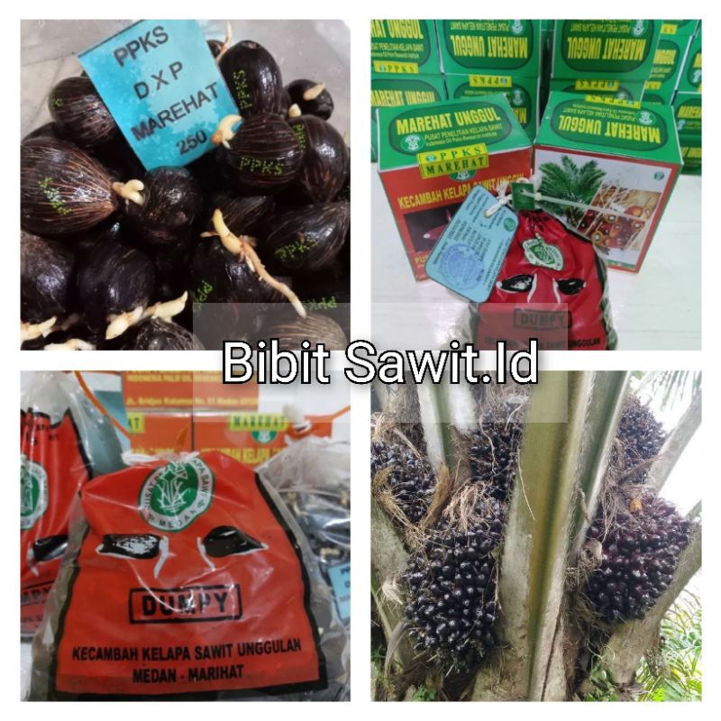 menjual berbagai macam bibit kecambah sawit kualitas unggul  siap semai dipolibek,PPKS,simalugun ,Sr