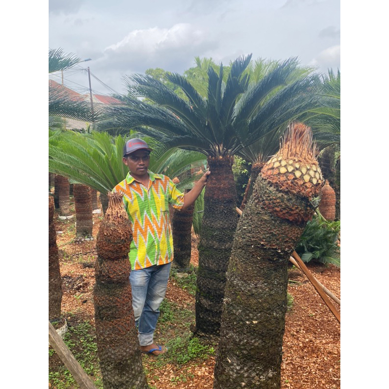 tanaman sikas // mawar jambe // uk bonggol besar