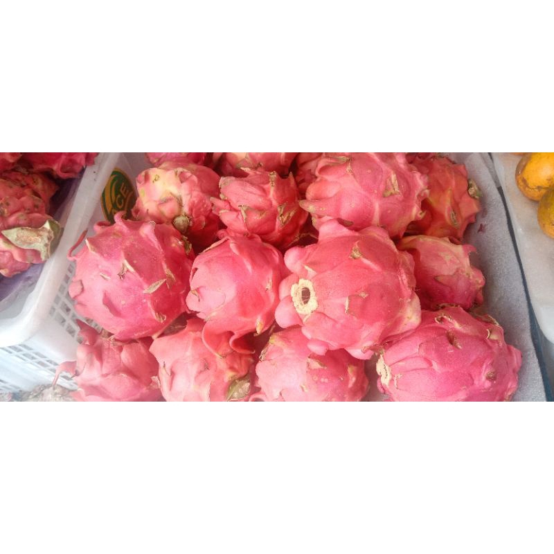 

Buah Naga Merah Manis 1kg