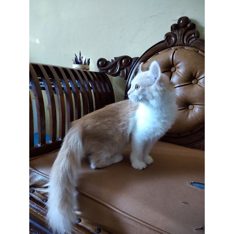 American curl betina