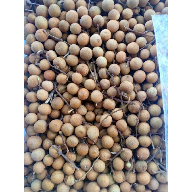 

BUAH KELENGKENG