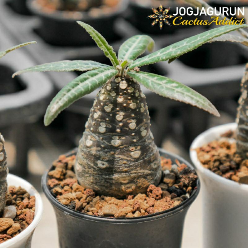 Dorstenia Lancifolia