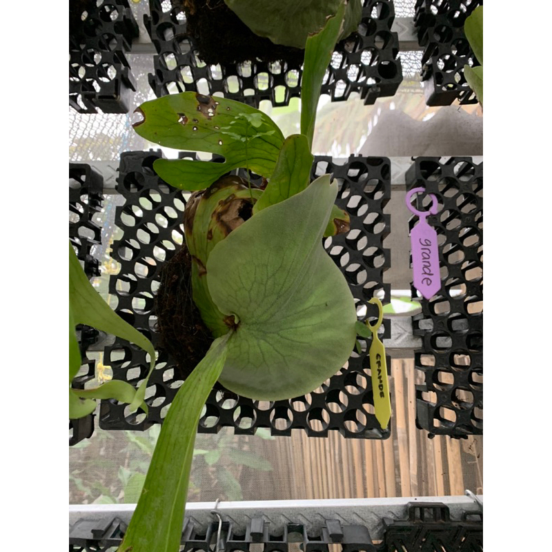 Lionmarket Platycerium Atau Simbar Menjangan Grande Sulawesi, Beserta Papan Tinggal Gantung Saja