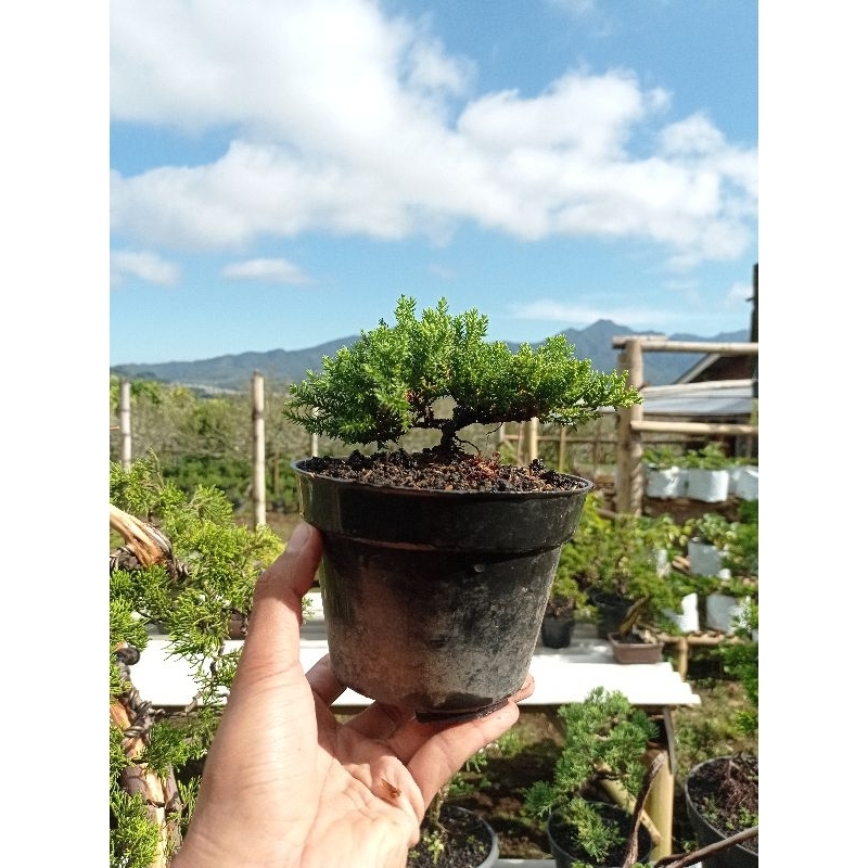 cemara dwarf bibit bonsai cemara pingpong