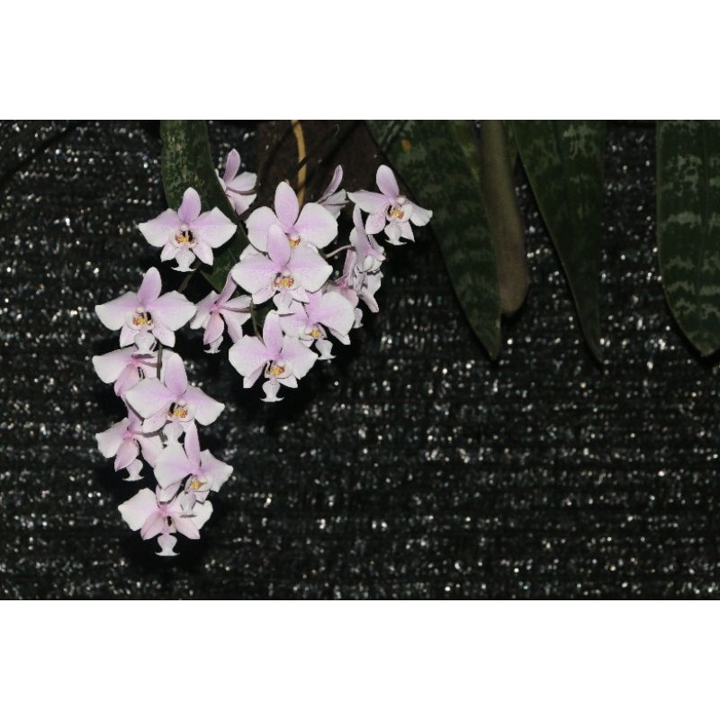 phalaenopsis schilleriana
