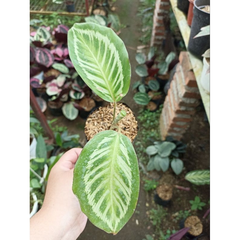 Calathea Flamestar Hijau