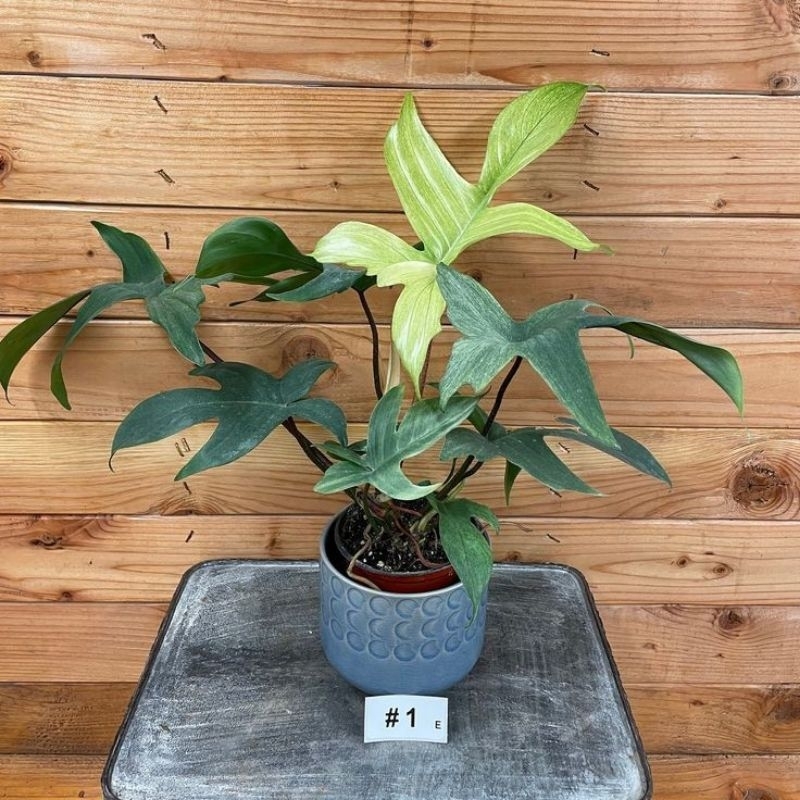PHILODENDRON FLORIDA GHOST MINT