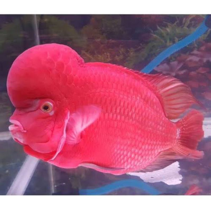 Lampu merah super red SRM monkey 4-6 cm BELI 3 BONUS 1