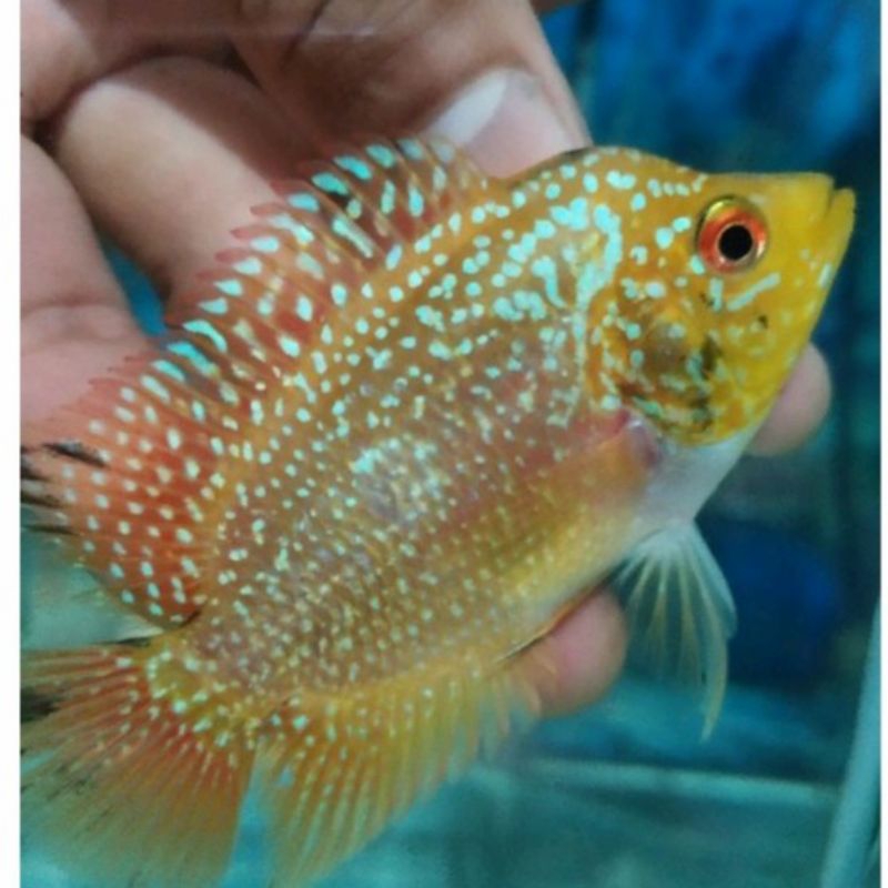 LouhanGoldenBase(GB)