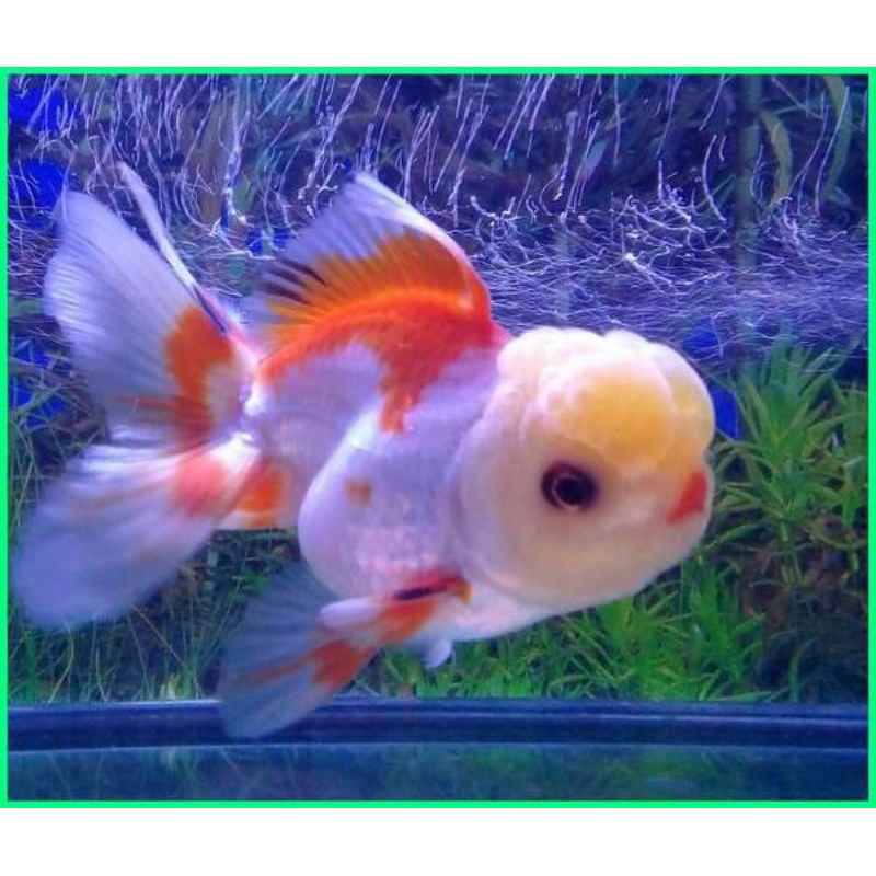 koki Oranda red white (merah putih) ROSETAIL
